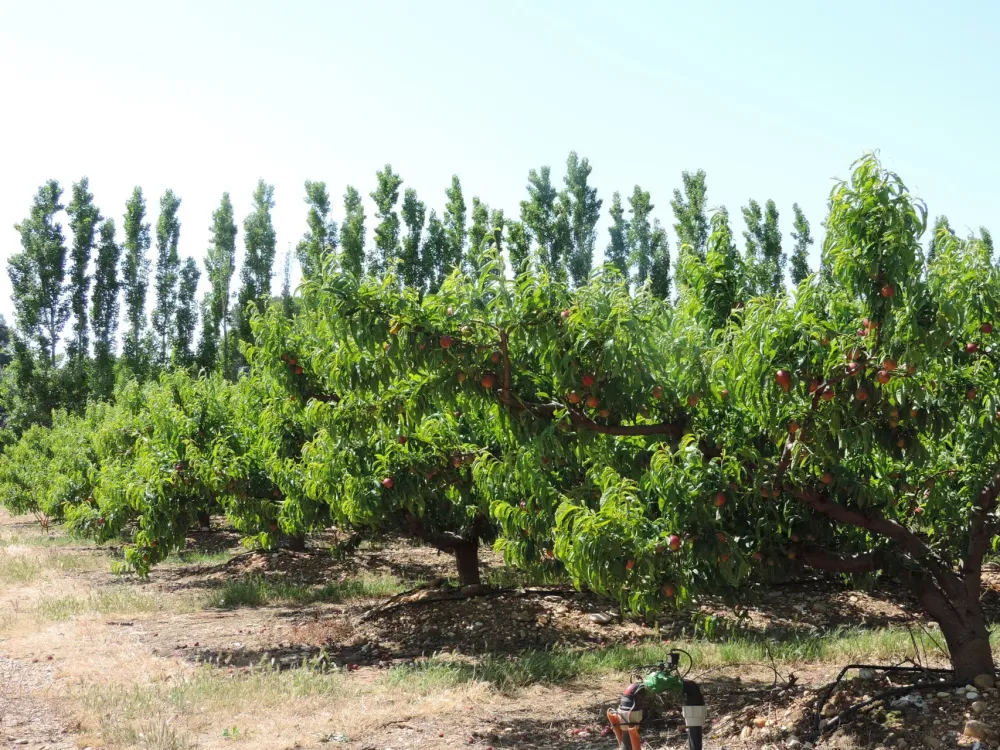 Arbres
