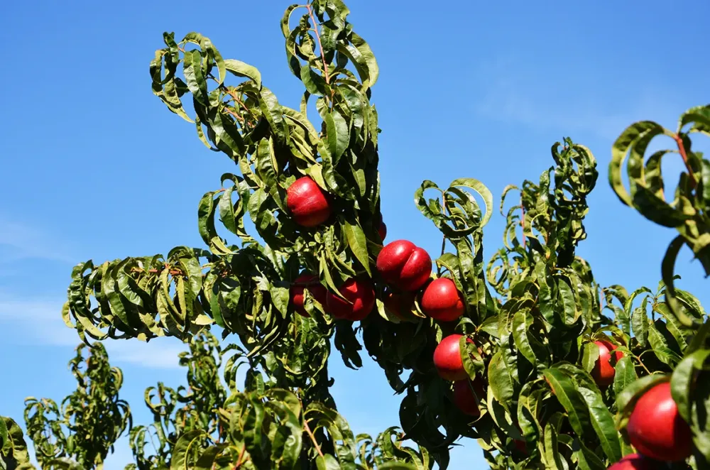 Pêches rouges