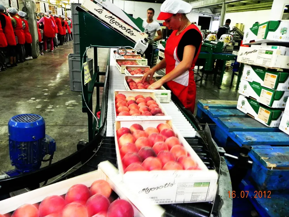 Culture de nectarines à Saint-Martin-de-Crau